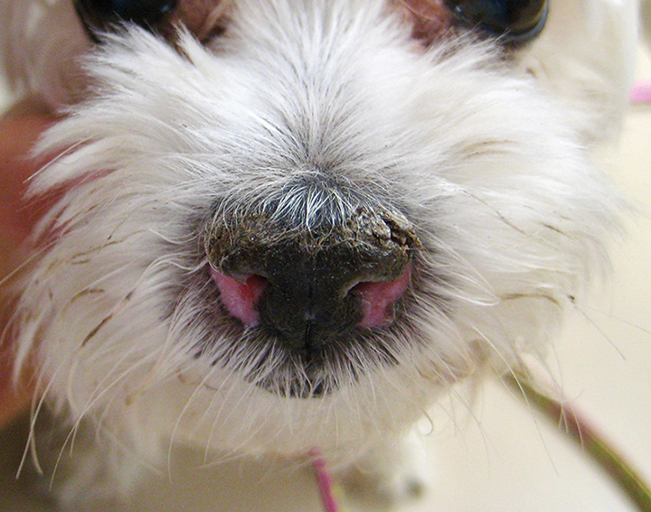 Nasal Dermatoses In Dogs
