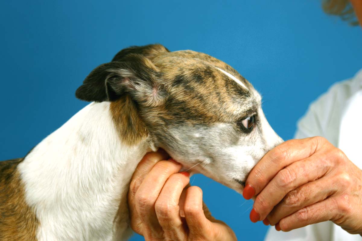 Step-by-Step: The Neurologic Examination | Clinician's Brief