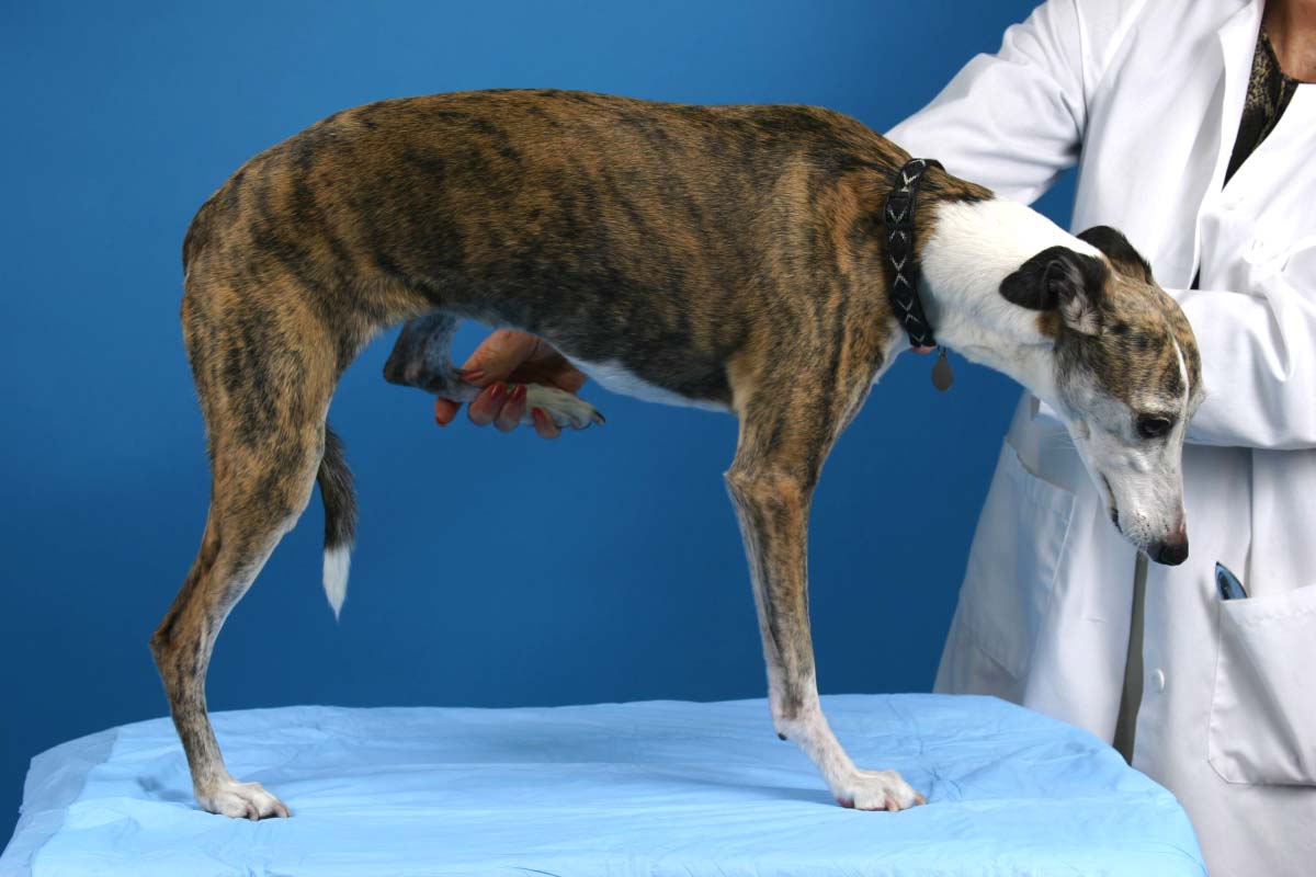 Step-by-Step: The Neurologic Examination | Clinician's Brief