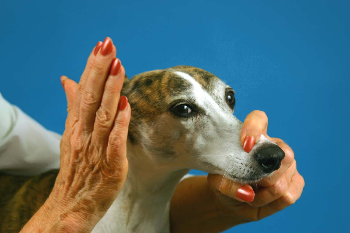 Step-by-Step: The Neurologic Examination | Clinician's Brief