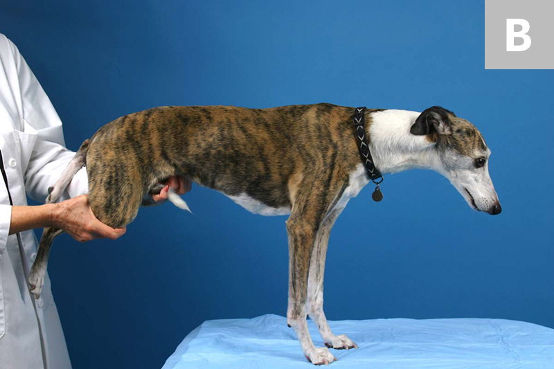 Step-by-Step: The Neurologic Examination | Clinician's Brief