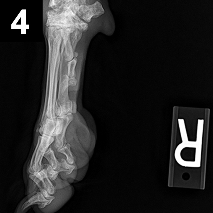 Arthrocentesis in Dogs Clinician's Brief