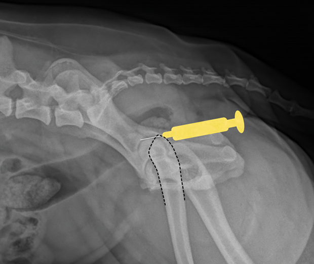 Arthrocentesis in Dogs Clinician's Brief