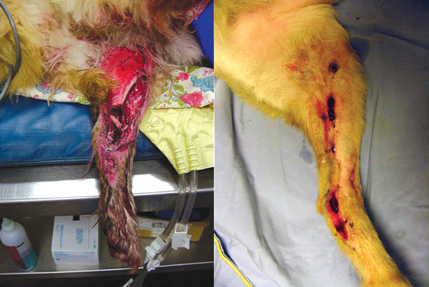 OPEN FRACTURE #1