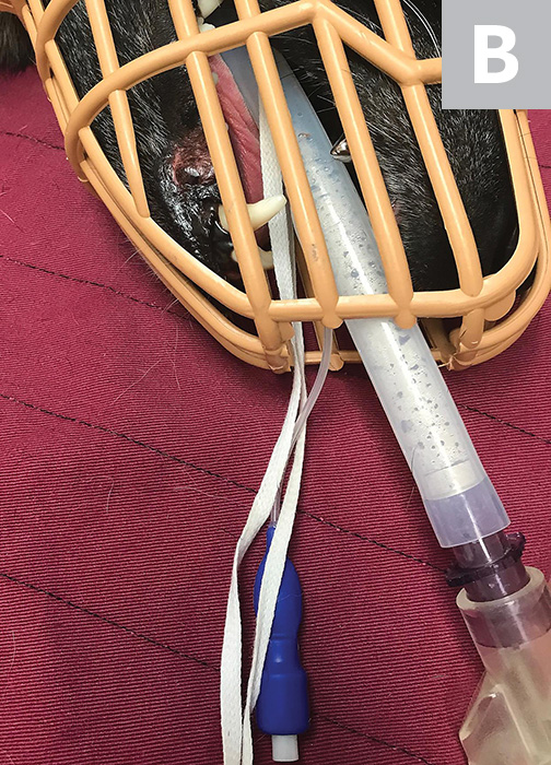 basket muzzle modified to facilitate extubation (a).