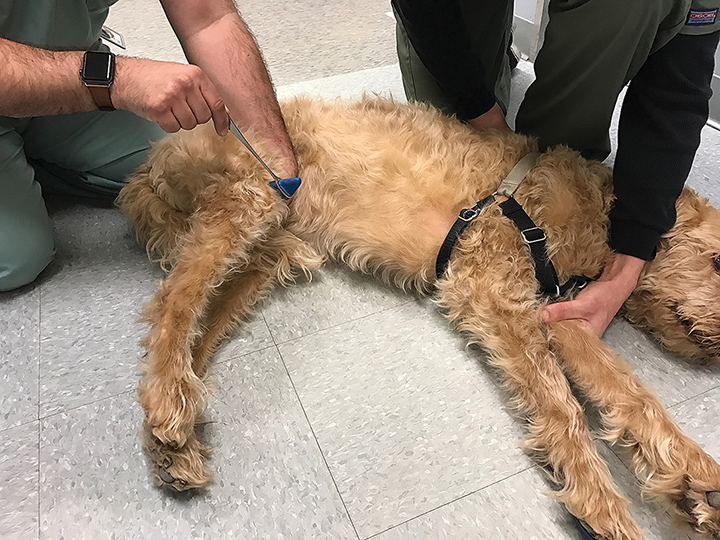 Neurologic Examination Clinician's Brief