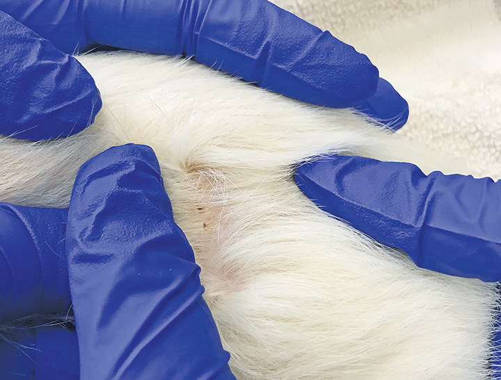 Ectoparasites in Rabbits Clinician's Brief