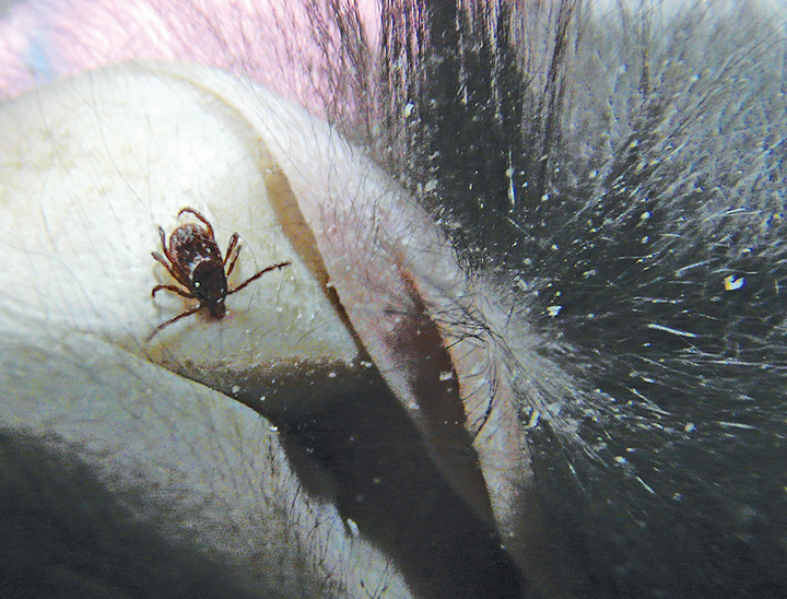 Ectoparasites in Rabbits Clinician's Brief