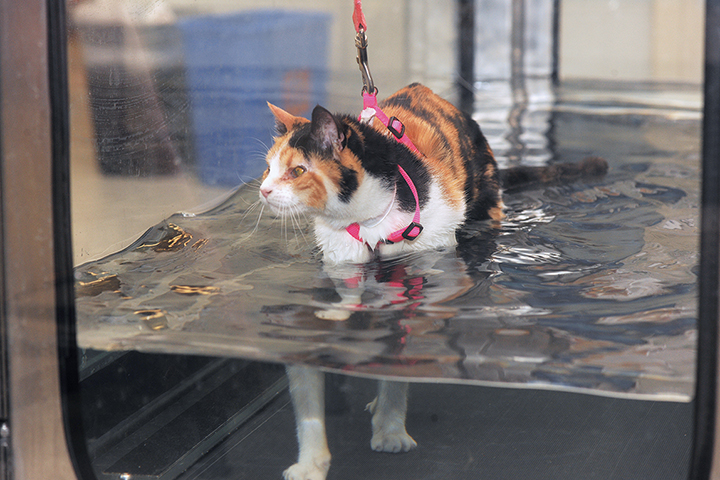 Physical Activity Programs for Cats