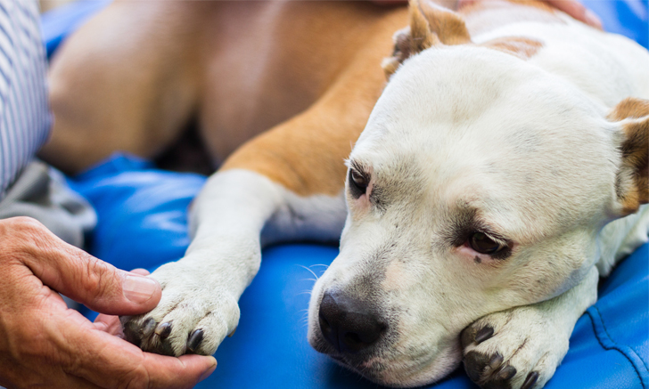 Postoperative Pain Control The Extended Release Local Anesthetic Clinician S Brief