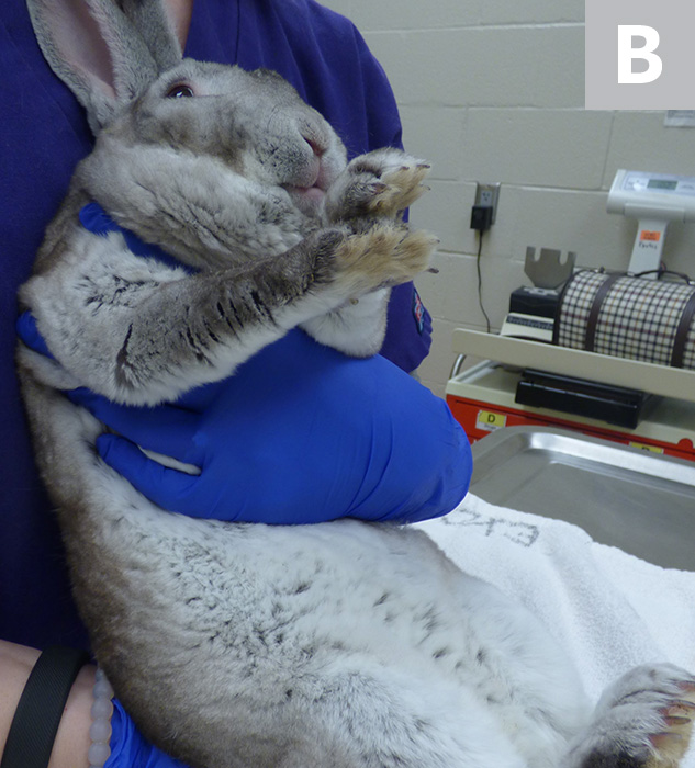 Small Mammal Restraint Techniques Clinician's Brief