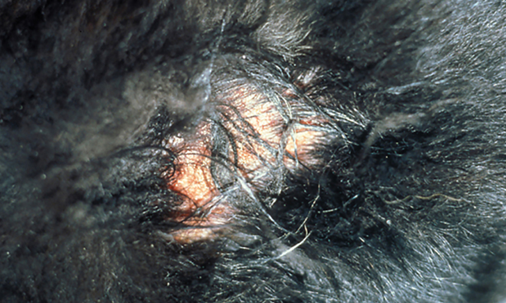 moist dermatitis dog causes