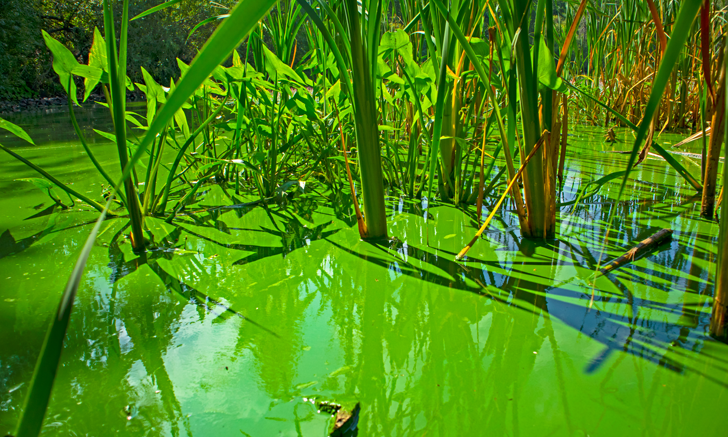 Blue Green Algae Cyanotoxins Clinician s Brief
