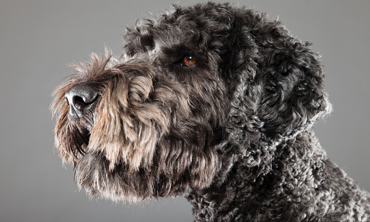 Chronic Persistent Coughing In A Dog Clinician s Brief