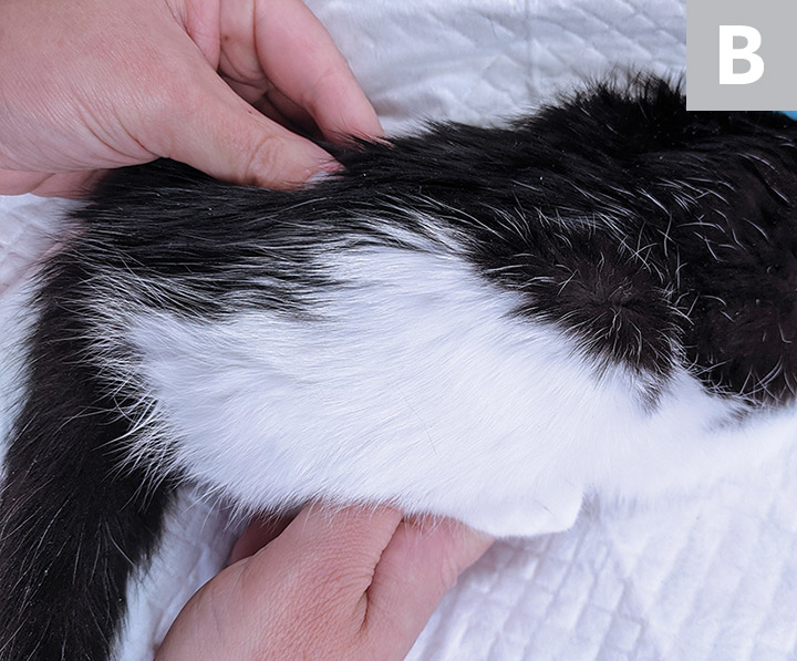 Feline Orthopedic Examination Clinician's Brief