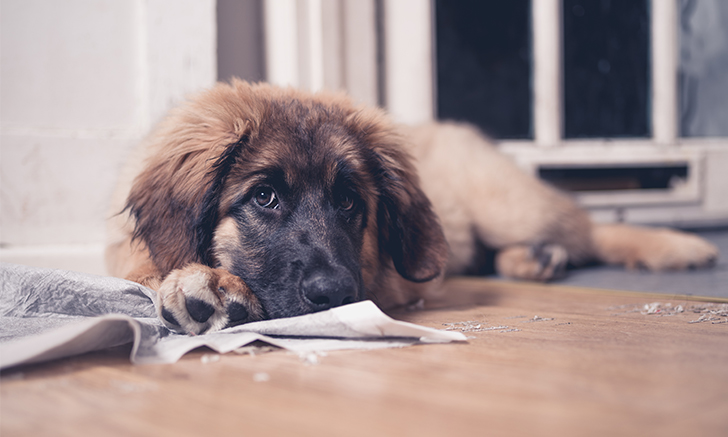 extended release proin