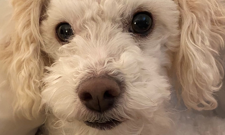 collapsing trachea medication