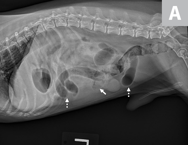 How Do I Know If My Dog Has A Gi Obstruction at Terri Lindsey blog