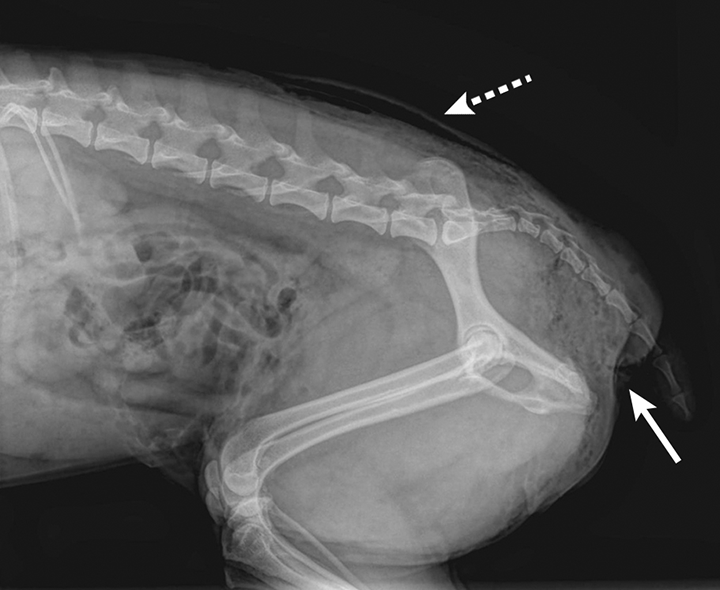 Bite Wounds in Dogs Clinician's Brief