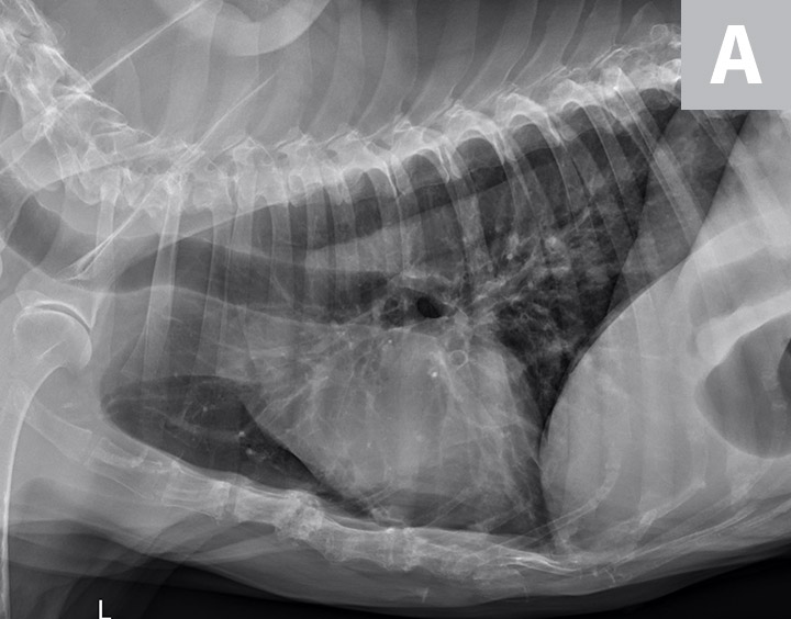 Chronic Coughing in a Yorkshire Terrier Clinician's Brief
