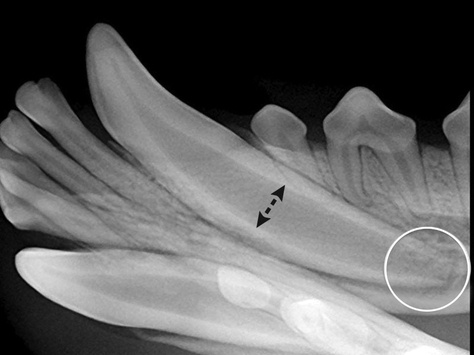 Interpreting Dental Radiographs Clinician's Brief