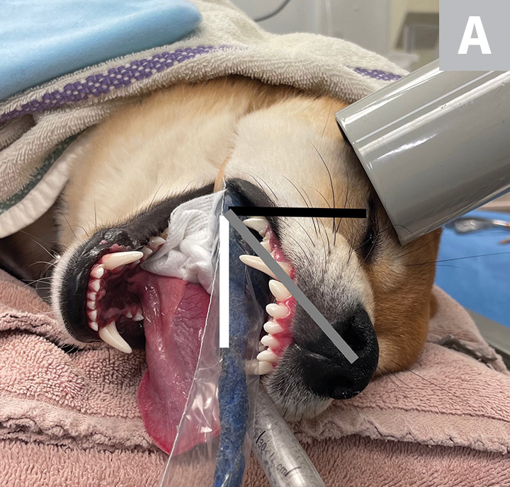 Interpreting Dental Radiographs Clinician's Brief