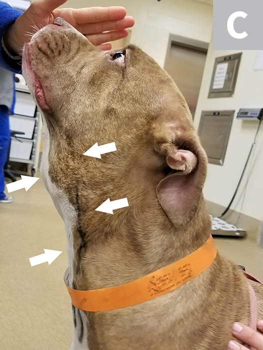 Tumor Grading & Staging in Dogs Clinician's Brief