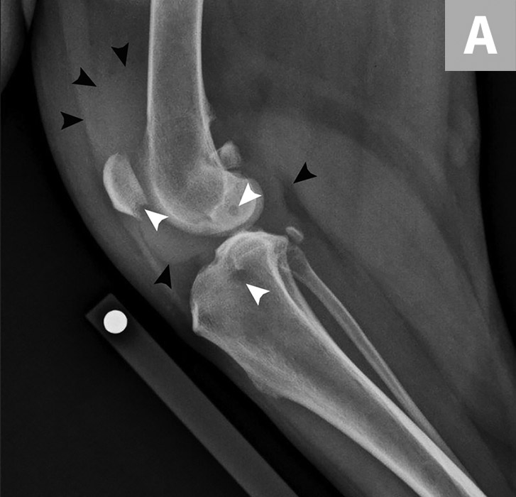 Histiocytic Sarcoma Imaging in Dogs | Clinician's Brief