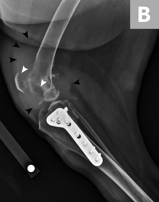 Histiocytic Sarcoma Imaging in Dogs | Clinician's Brief