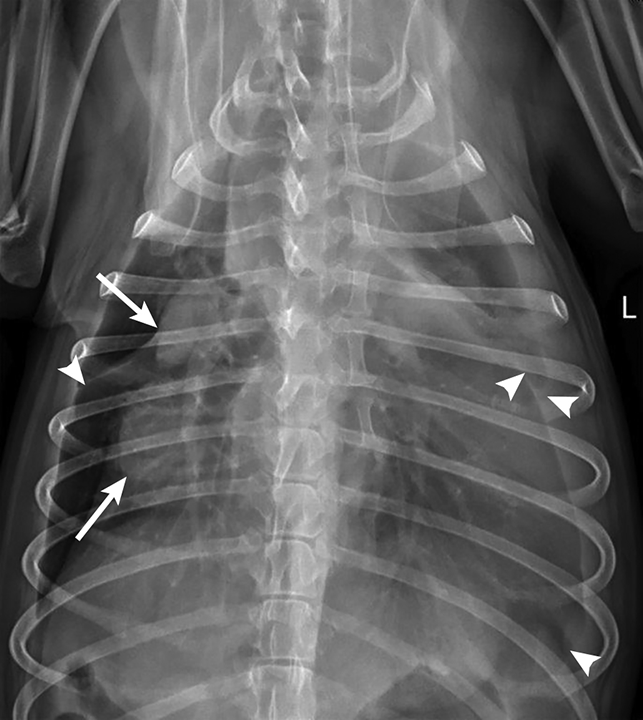 Histiocytic Sarcoma Imaging in Dogs | Clinician's Brief