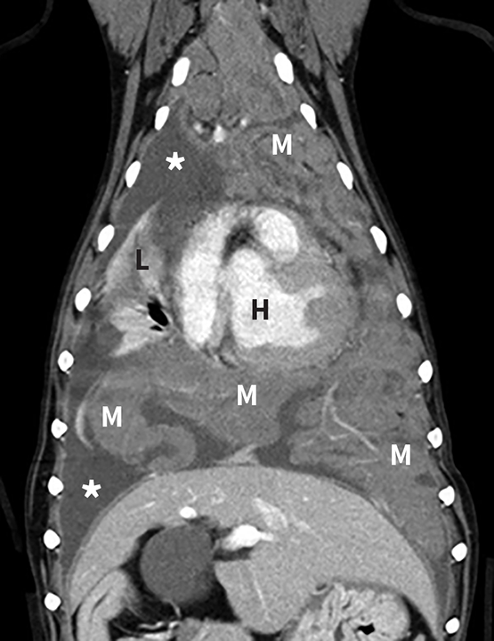 Histiocytic Sarcoma Imaging in Dogs | Clinician's Brief