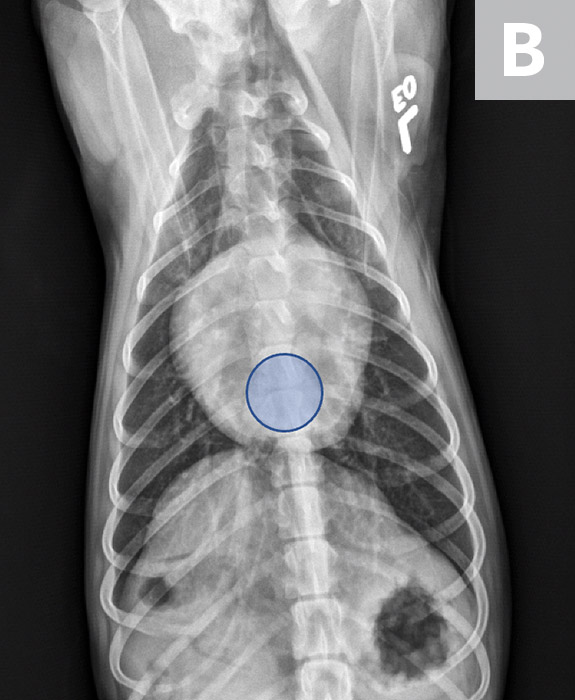 Measuring Vertebral Left Atrial Size in Dogs | Clinician's Brief