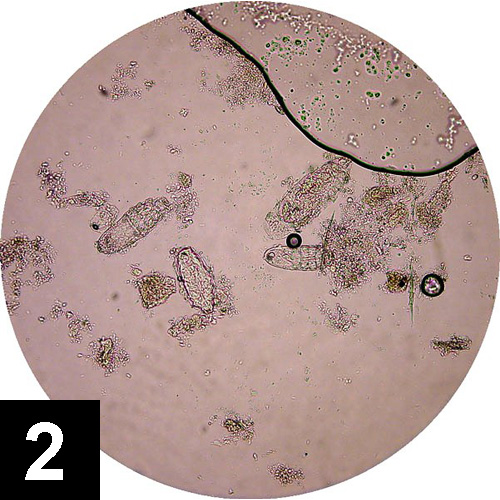 Chronic Pruritus in a Household of Cats Clinician's Brief