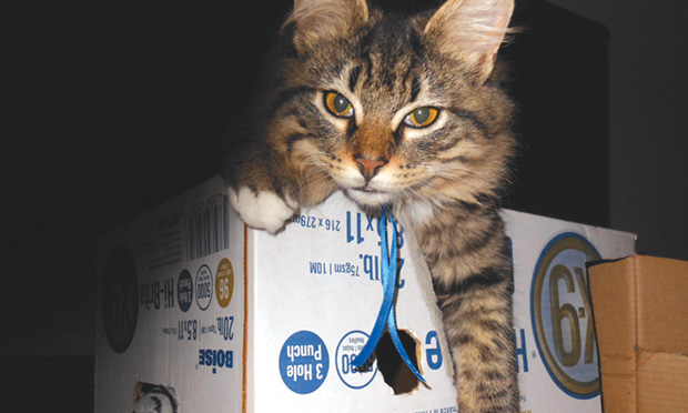 Averting Urinary Obstruction Recurrence in Cats ...