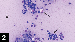 Feline Infectious Peritonitis | Clinician's Brief