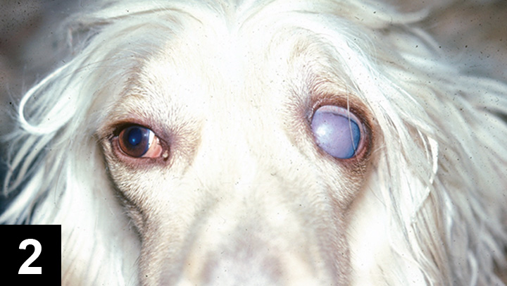 the corneal diameter is normal in exophthalmos and increased in buphthalmos because of globe stretching this measurement can be sensitive in many cases