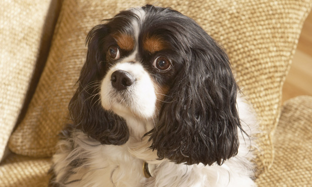 cavalier scratching