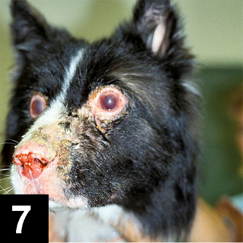 Canine Facial Dermatoses Challenge Clinician S Brief