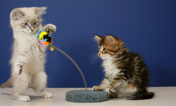 Picture of Environmental Enrichment for Cats | Clinician's Brief
