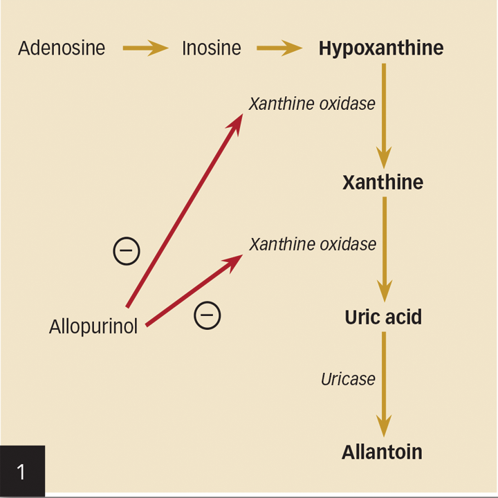 Ammonium Urate Urolithiasis Clinician's Brief