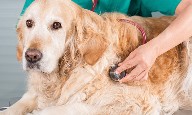 Cancer Is Not A Death Sentence Veterinary Team Brief