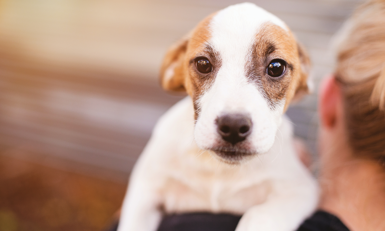 Anxious Dogs, Children, & Public Safety Clinician's Brief