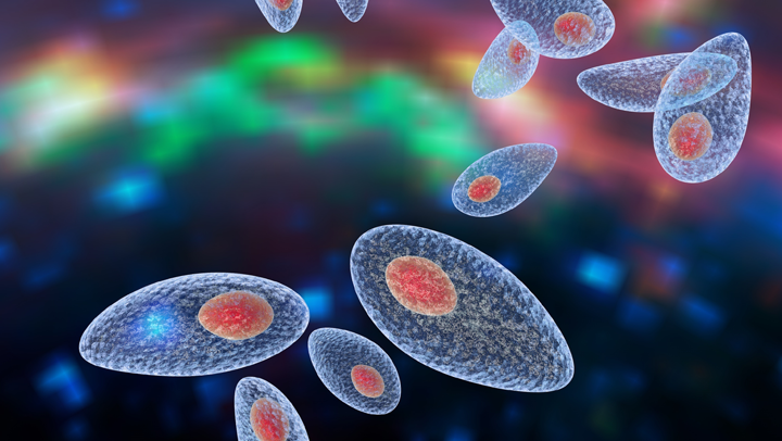 Toxoplasma Gondii Verhaltensänderung Toxoplasma Gondii Verhaltensänderung