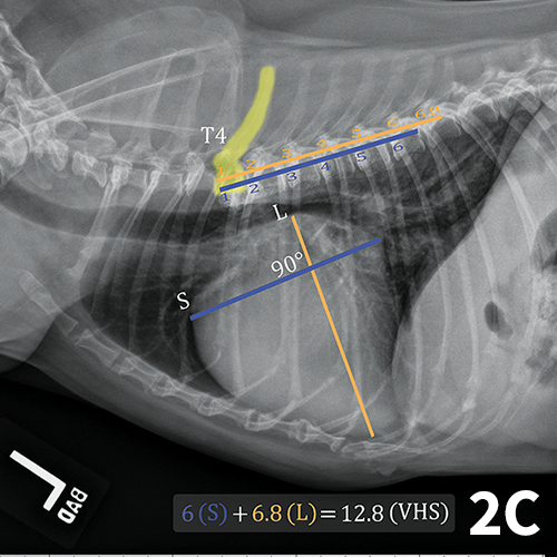 Vertebral Heart Scale Clinician's Brief