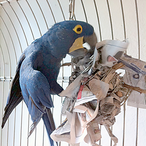 Foraging Toys And Environmental Enrichment For Parrots Wow Blog