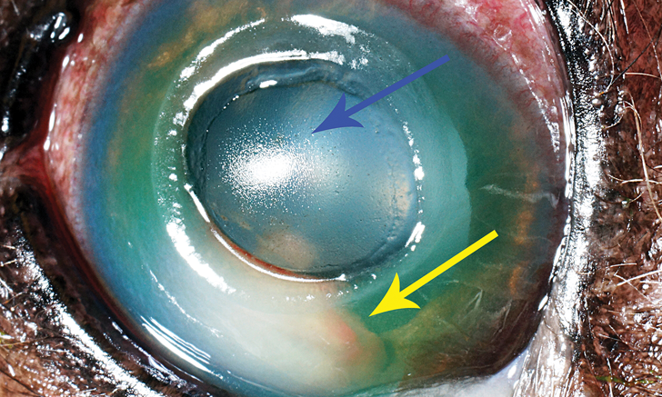 top-5-eye-emergencies-in-dogs-clinician-s-brief