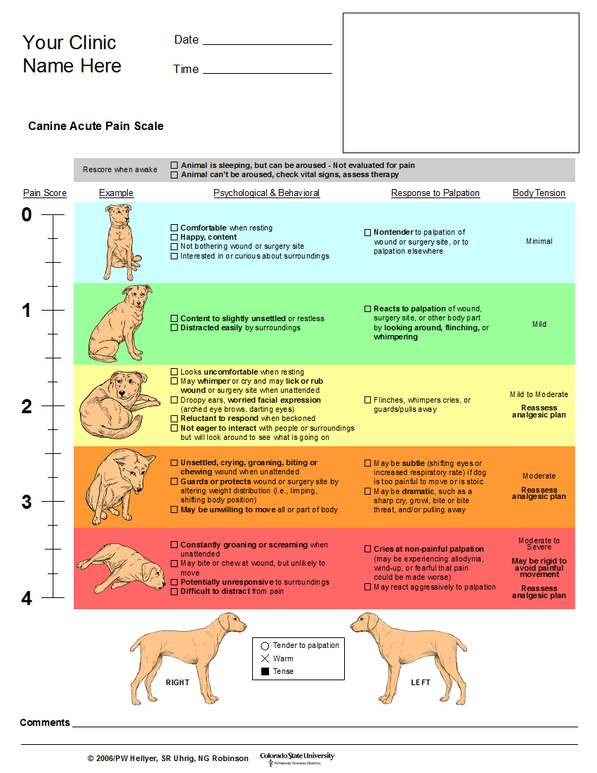 When Does Pet Behavior Hint at Something More? Clinician's Brief