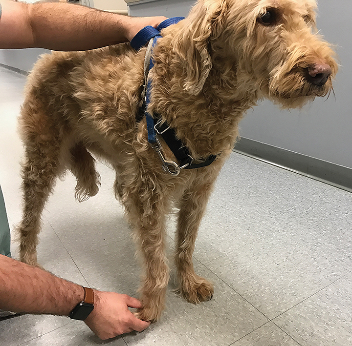 Neurologic Examination Clinician's Brief