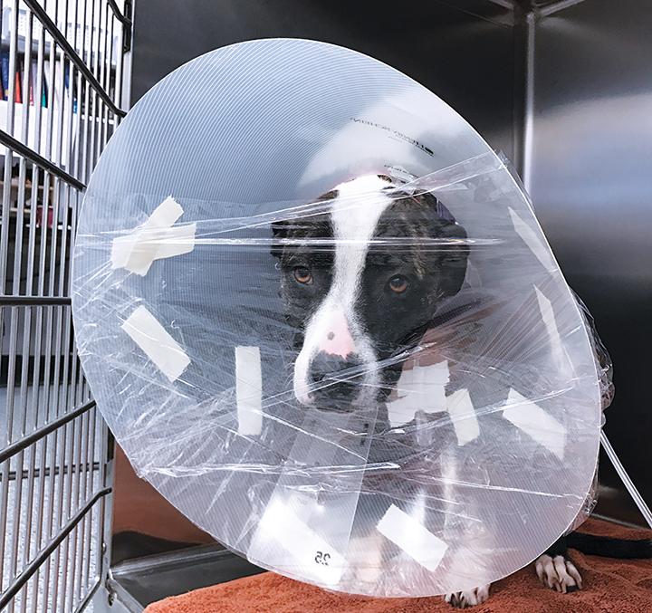 Delivering Supplemental Oxygen Clinician's Brief