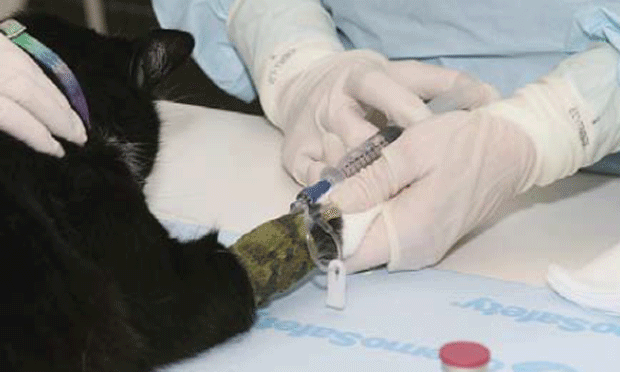 cats chemotherapy